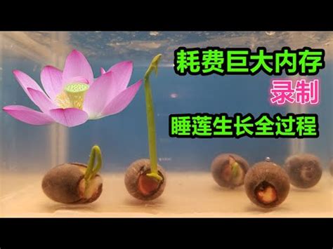 睡蓮 花式圖